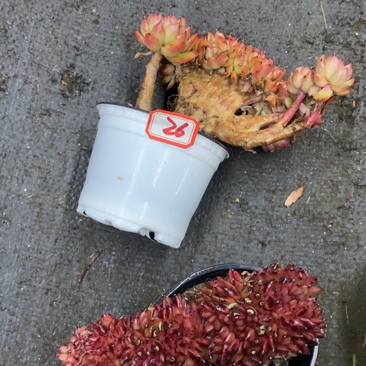 R****一物一拍玉杯东云26