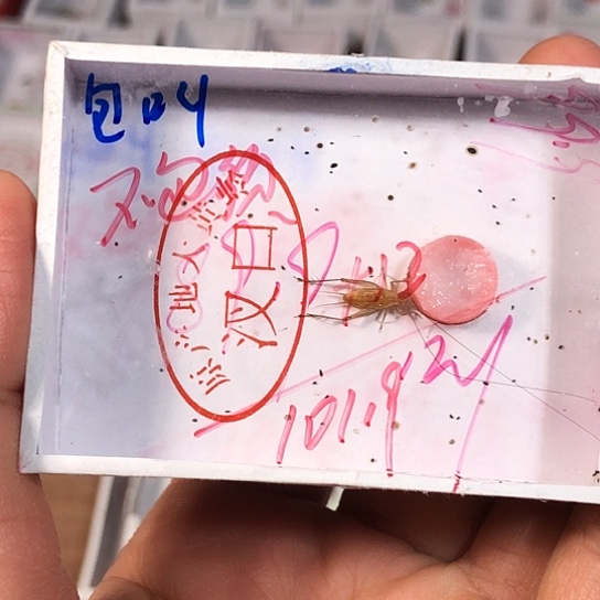 细***节蟋蟀3333333333333333