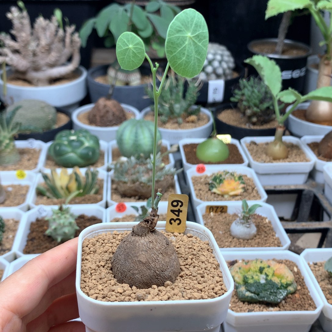 素可泰山乌龟带盆349