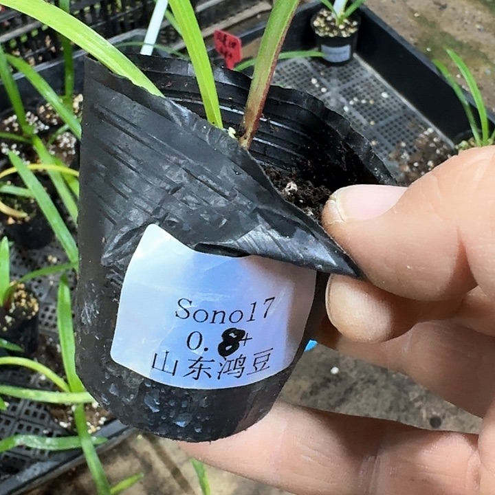 当前无花朵，栽培后可花朵A*C17