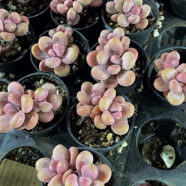 圆盆双头桃蛋带盆土发