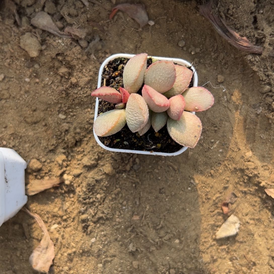 多肉植物多肉植物