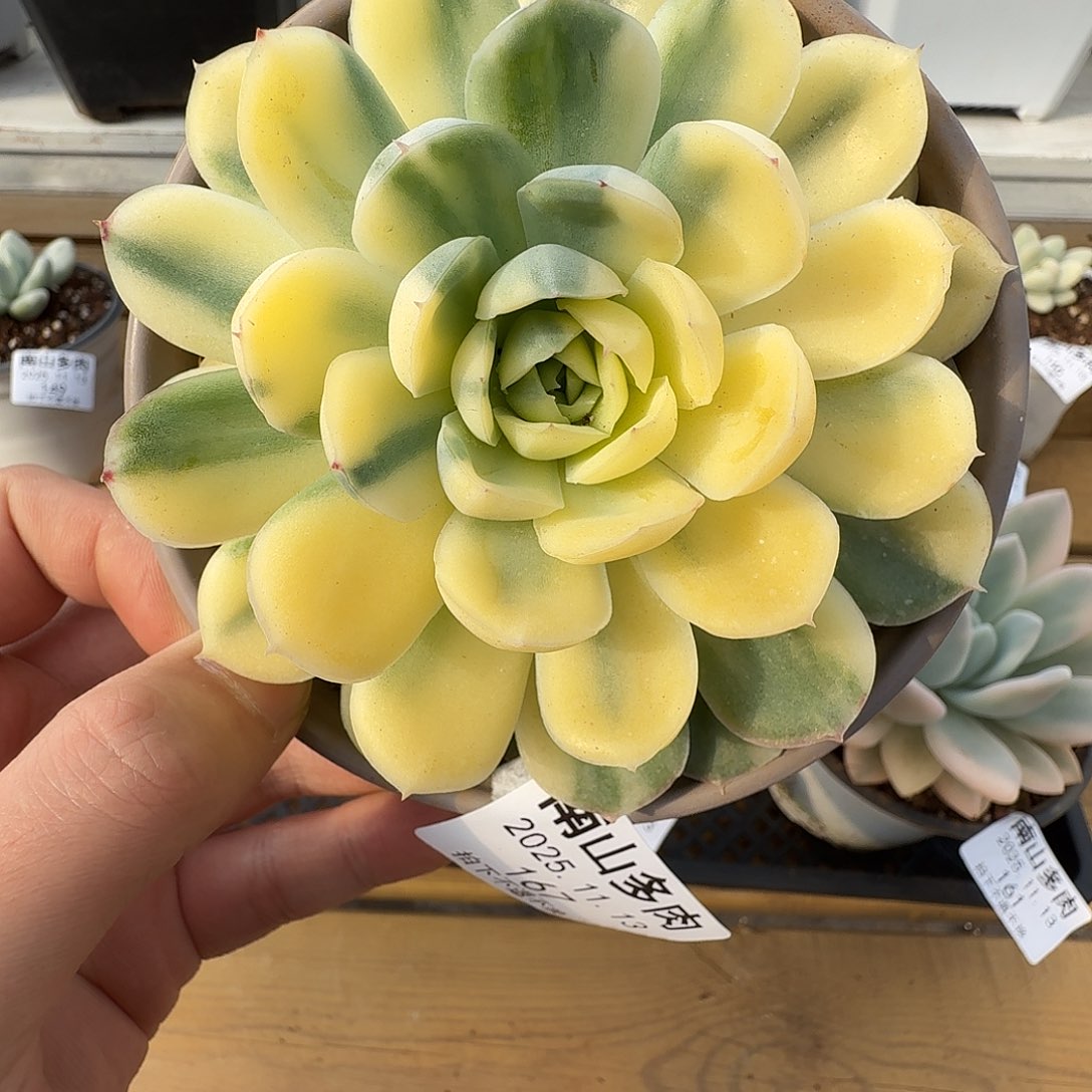 草莓冰锦111113-167