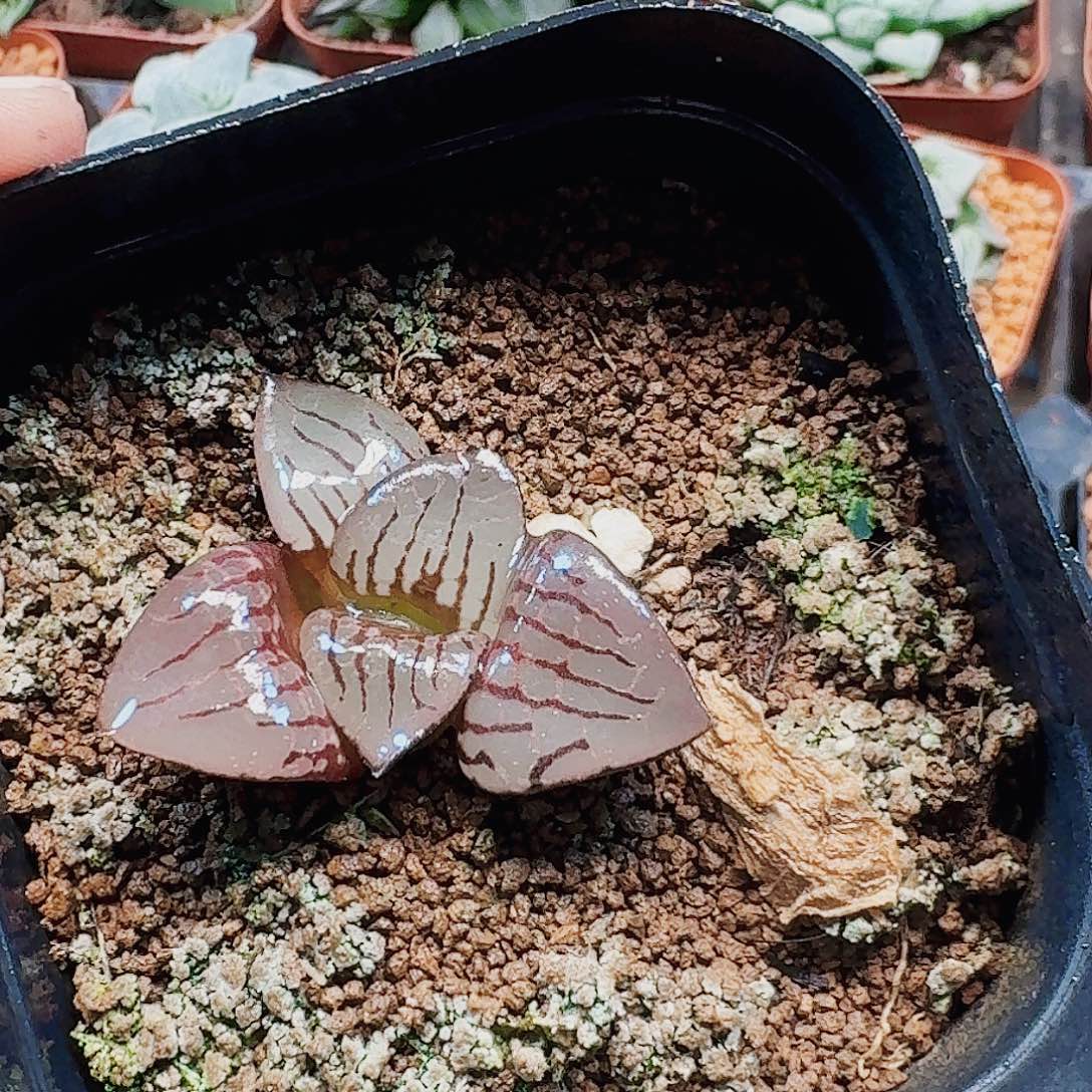 润***石十二卷 实生特远福利