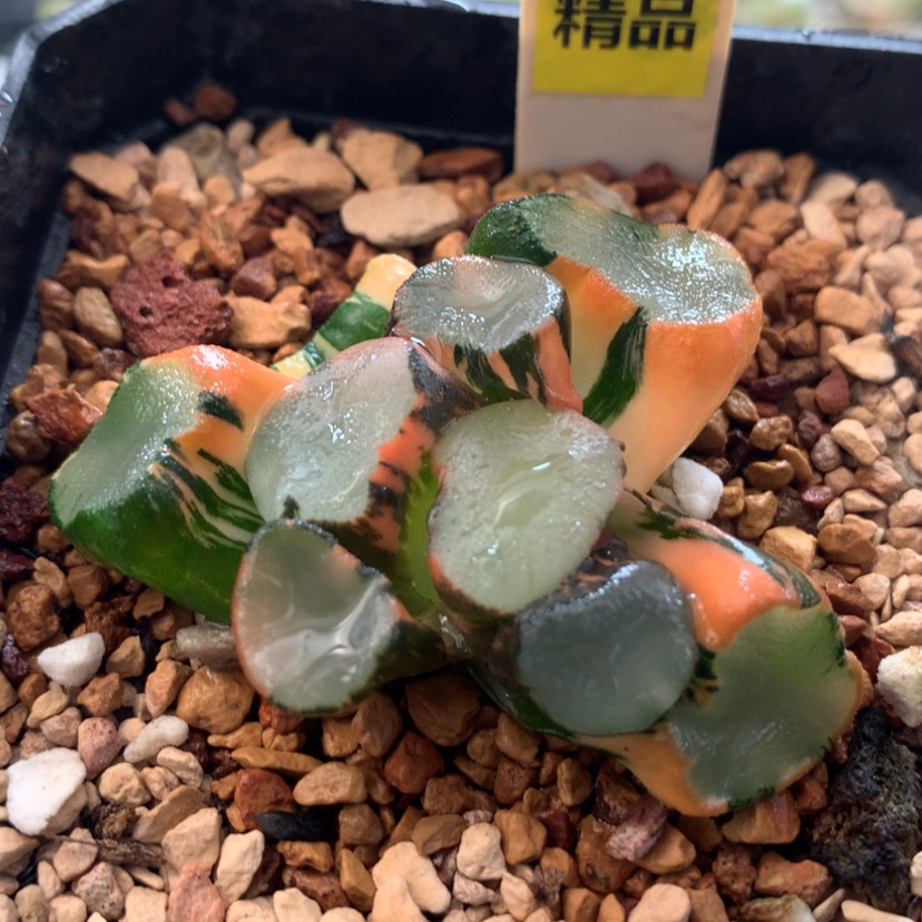 【闪购商品】442空门