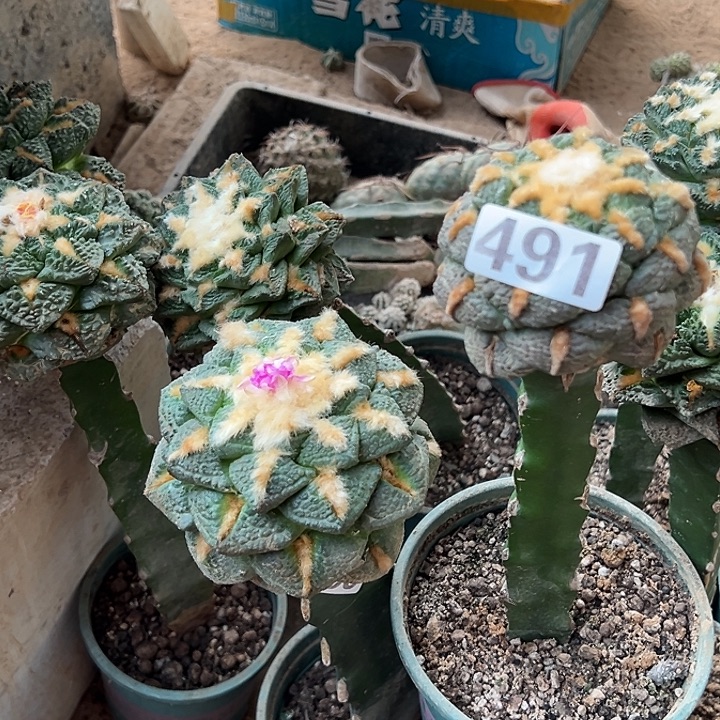 龍***一仙人球491号仙人球