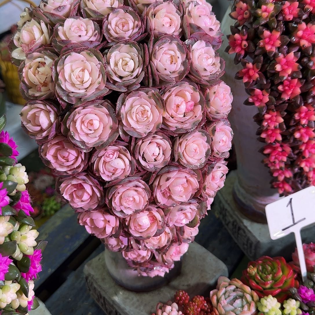 这个是真的很不错005号