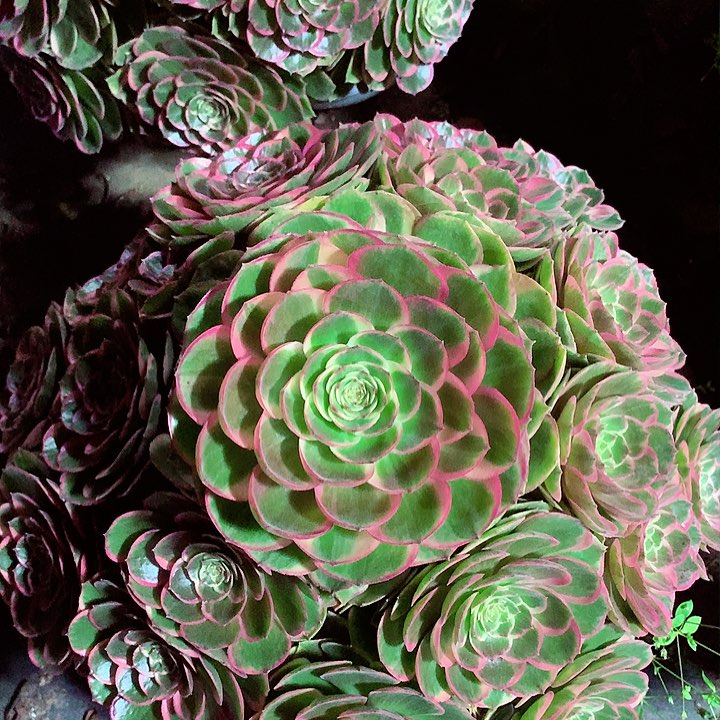 大花妖，多肉植物