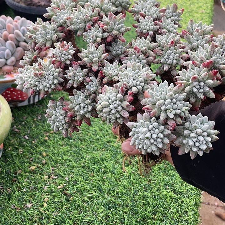 大漏大群仙女杯系列