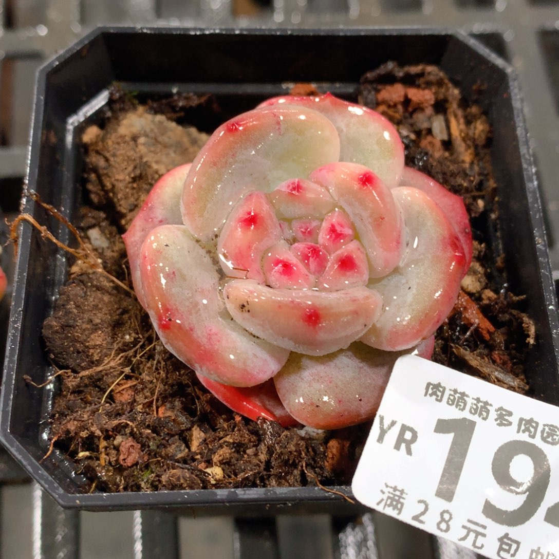 肉萌萌拇指盆精控多肉YR194