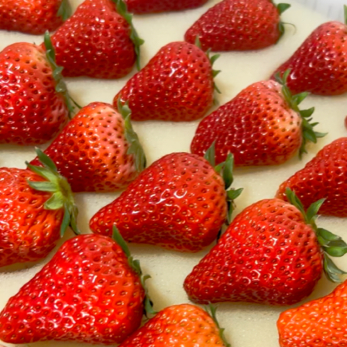 【田田田】新鲜草莓产地直供(河北，一盒450g左右)