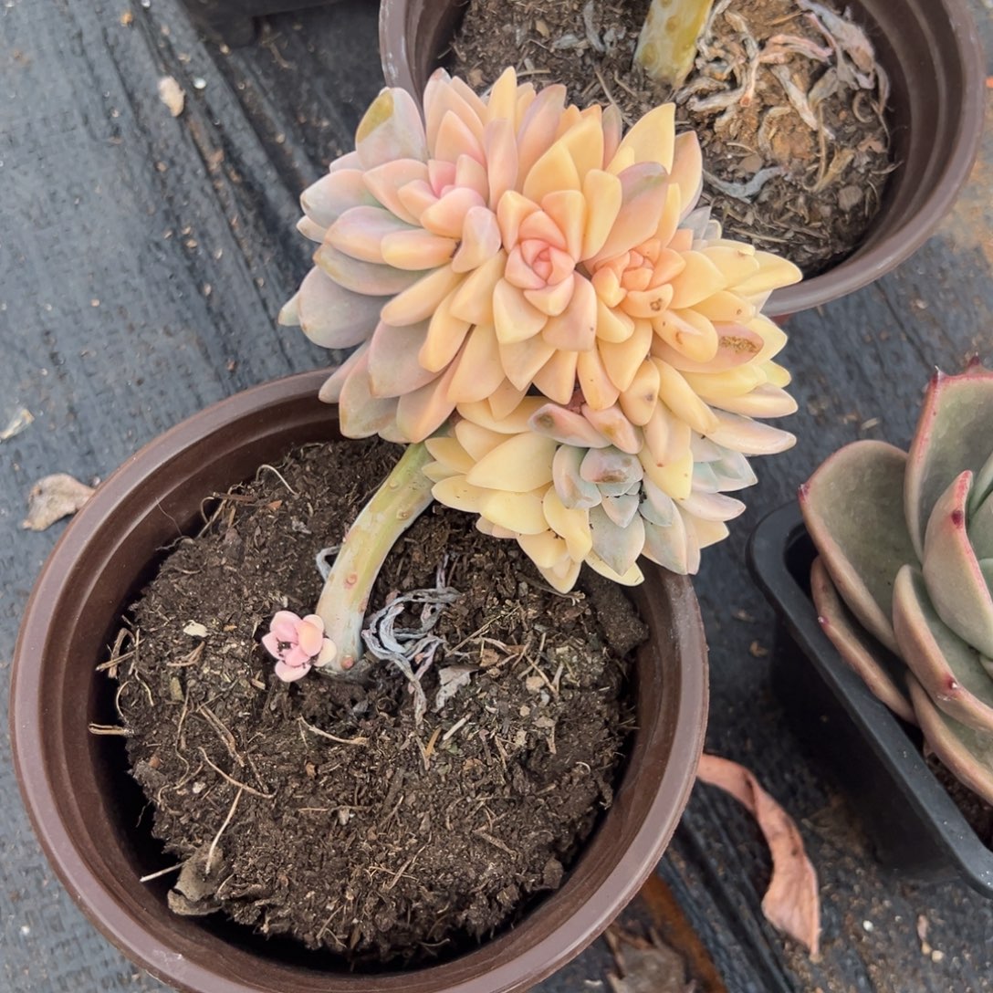 多肉淡雪锦缀【非偏远地区满18包邮】