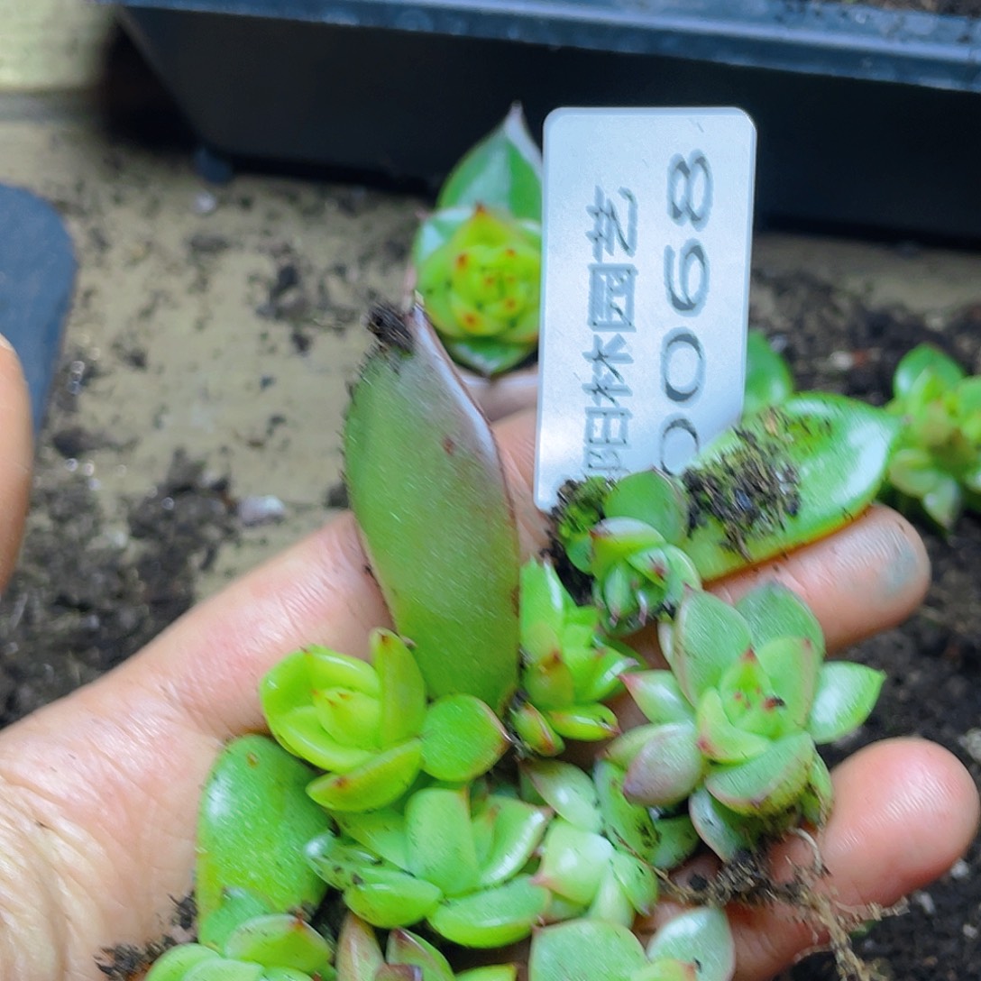 多肉植物多肉植物68