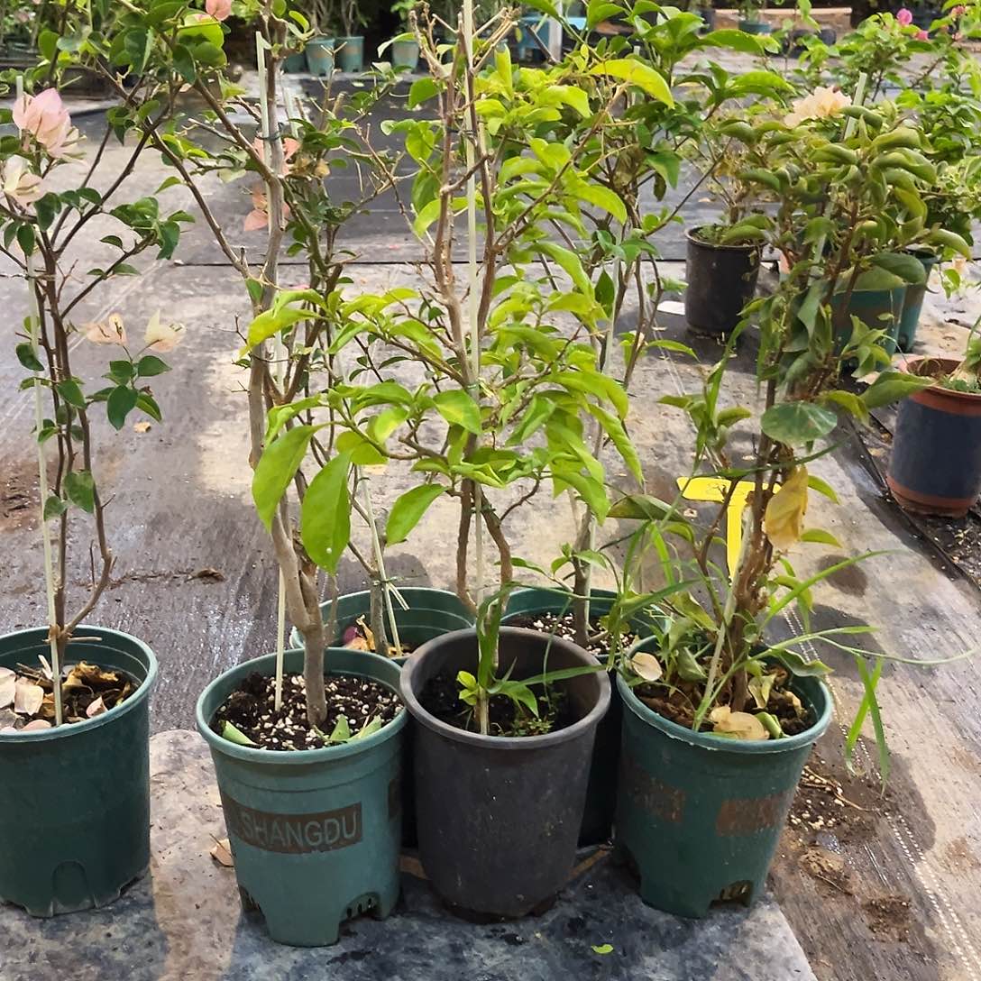 大部分花苞少量开放三角梅一颗043