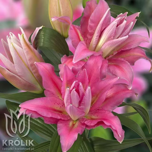 《瑟米拉周长19/21cm》进口重瓣香水百合种球1颗