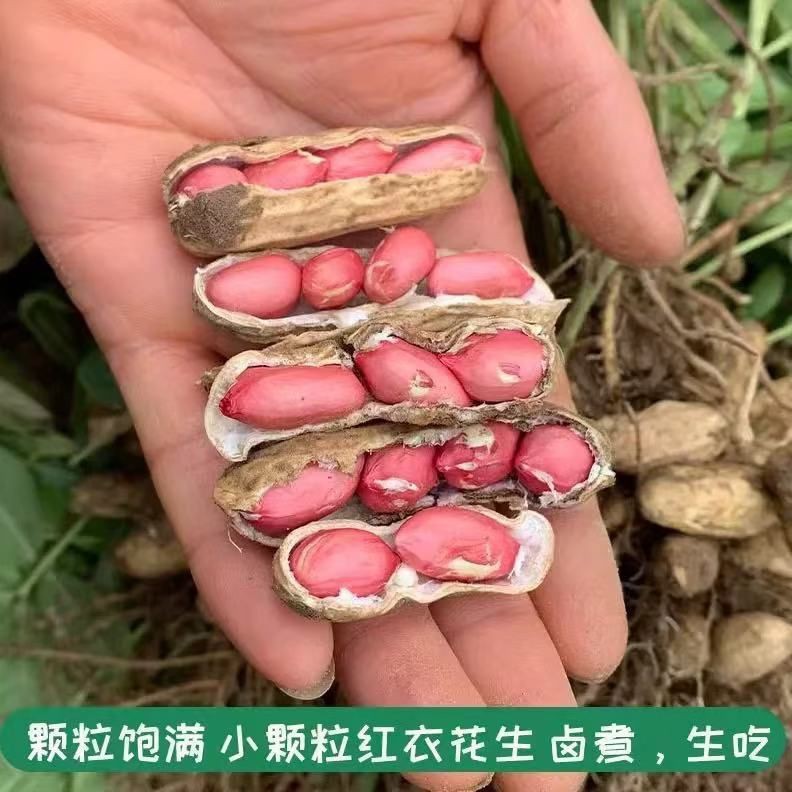 安徽会龙产地直发新鲜红皮带壳湿花生现挖现发可生吃水煮