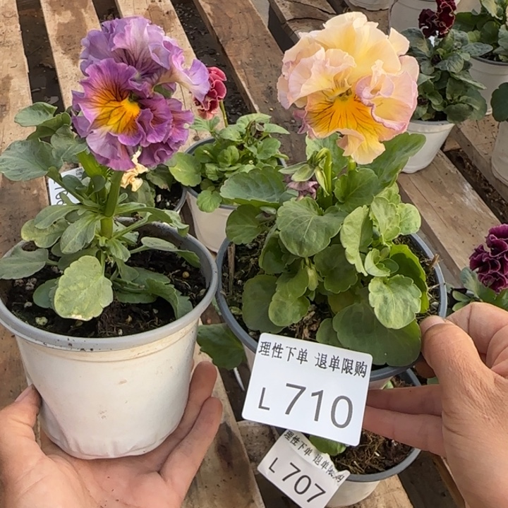 浅***夏无花朵L710两棵一组小苗低于零下5勿拍