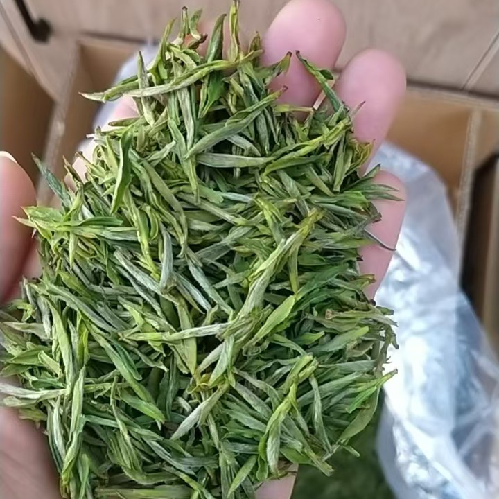 2025年新茶头采霍山黄芽，芽头饱满鲜嫩，清香扑鼻！
