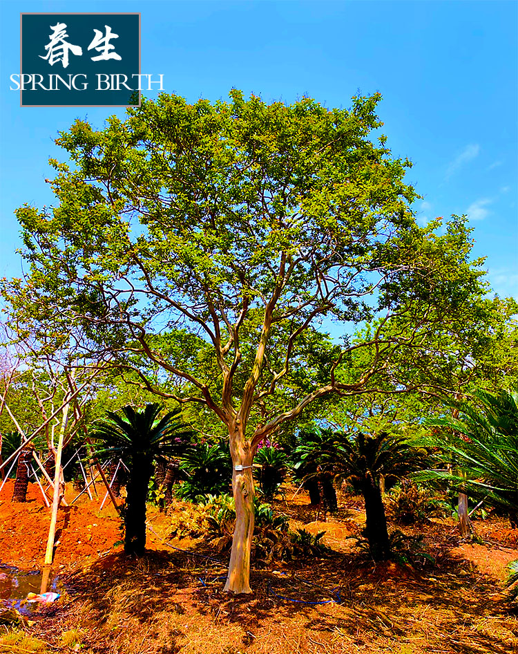 川大红紫薇，一物一拍