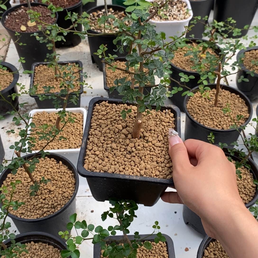 波叶没药扦插带盆