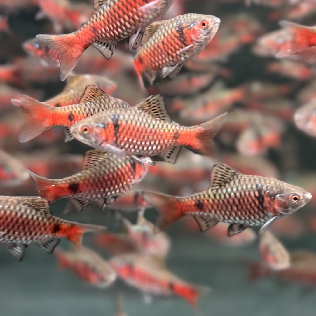 明天小鱼南美鱼（全公钻石彩虹鲫 ）自然发色。