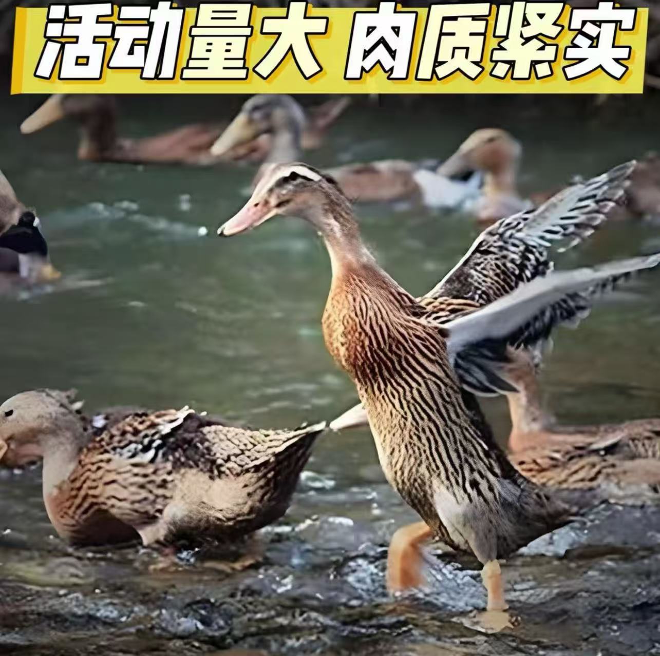 顺丰京东包邮【精选5只】农家散养鸭子  无掌翅没有内脏