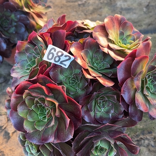 心***成多肉植物一个美金682