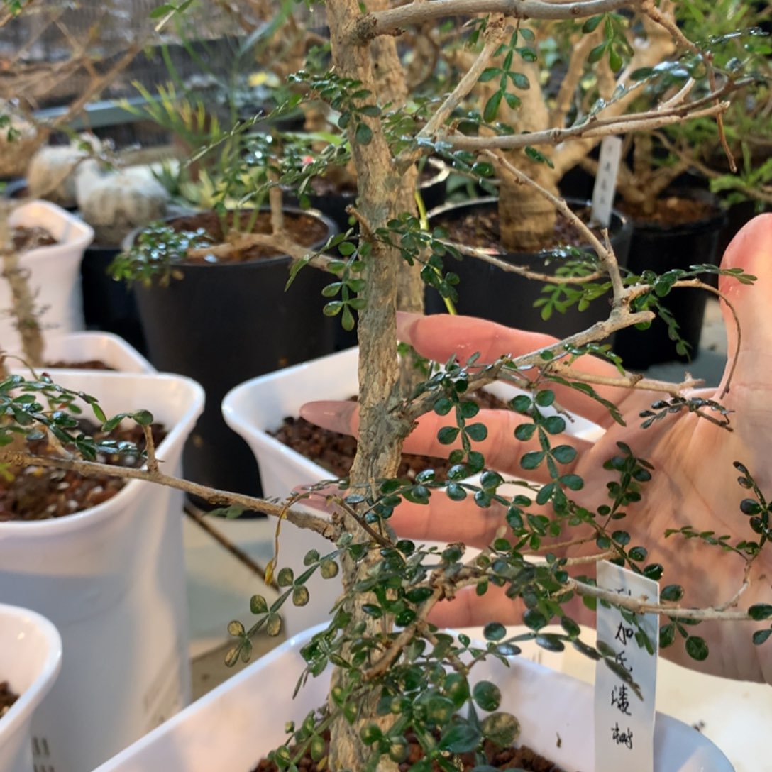 Y****®列加氏漆树实生实生