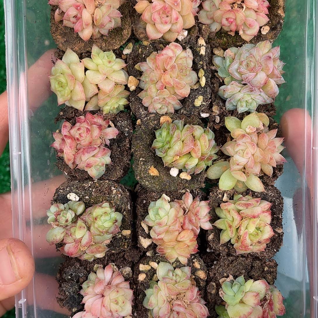 多肉一物一拍30-13