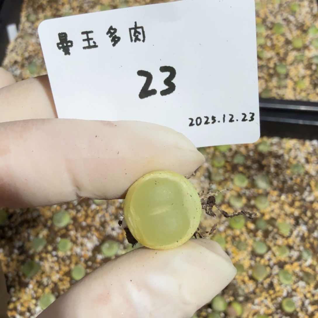 *****多肉多肉多肉12.23-023
