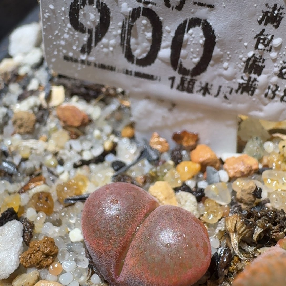 Sss精品清仓便宜900