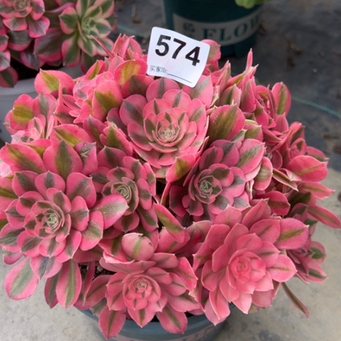 574女巫22厘米左右