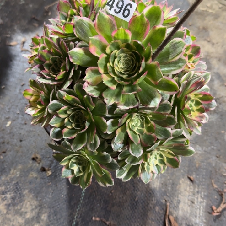 明***麻496号海鲜法师植物