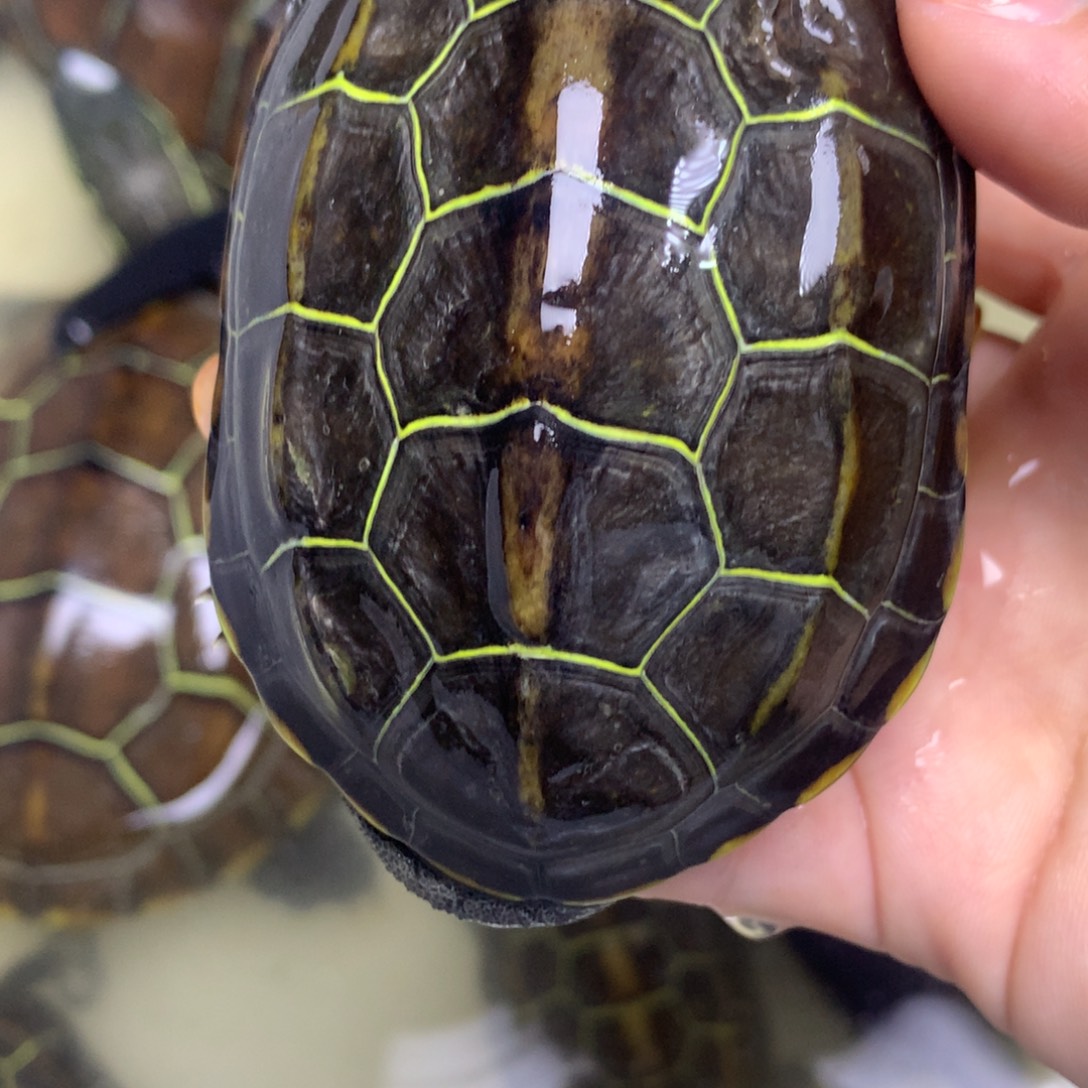 绿毛龟母中华草龟不分公母