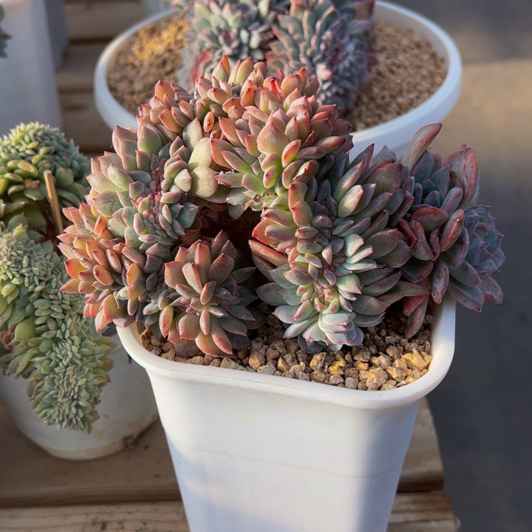 西柚琥珀缀微瑕天天开心