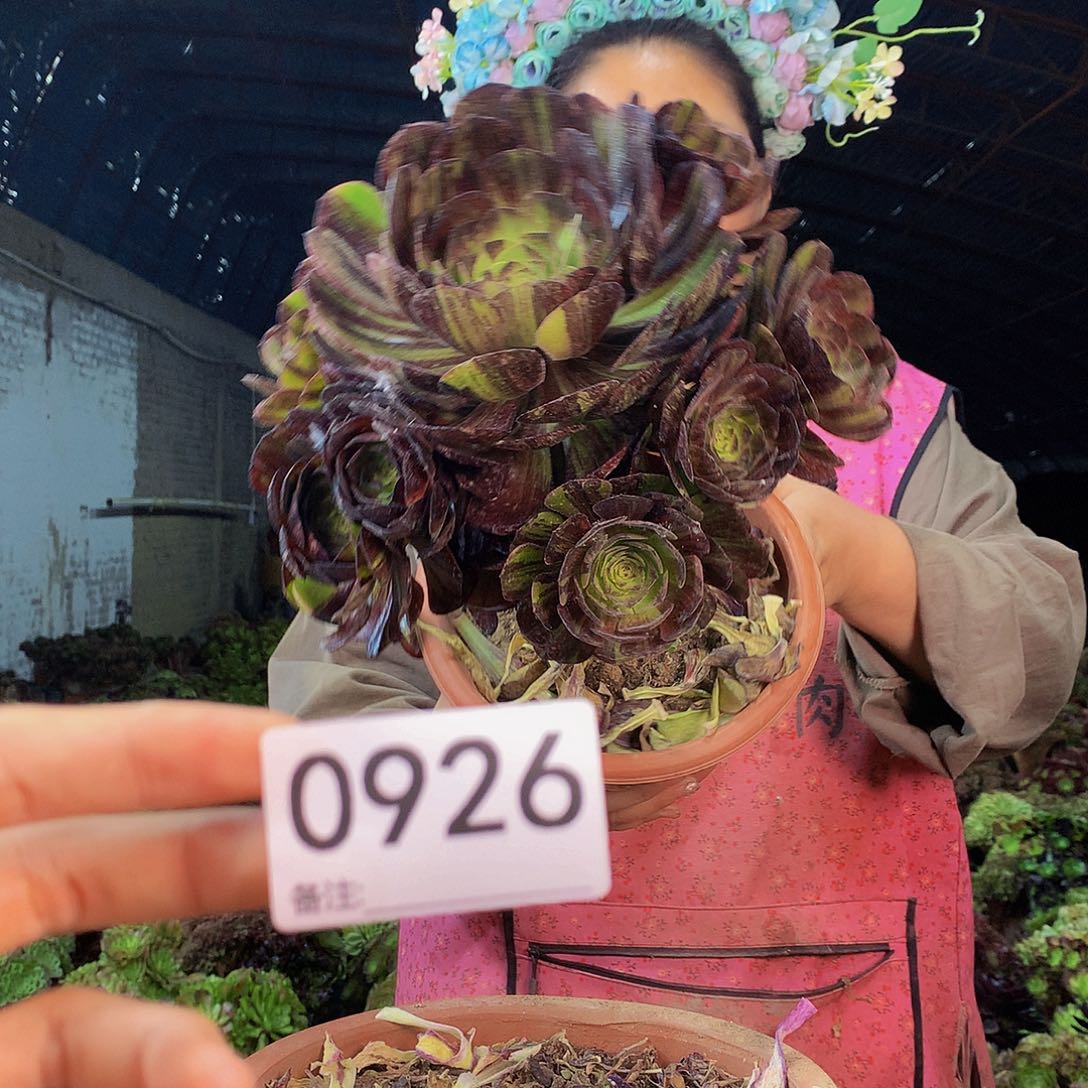 无花朵柒哥多肉法师不包侧断枝926 处理
