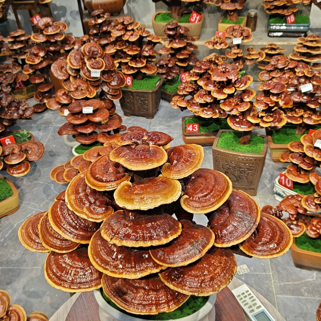 赤灵芝灵芝盆景灵芝花