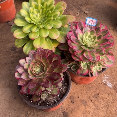 878多肉植物组合