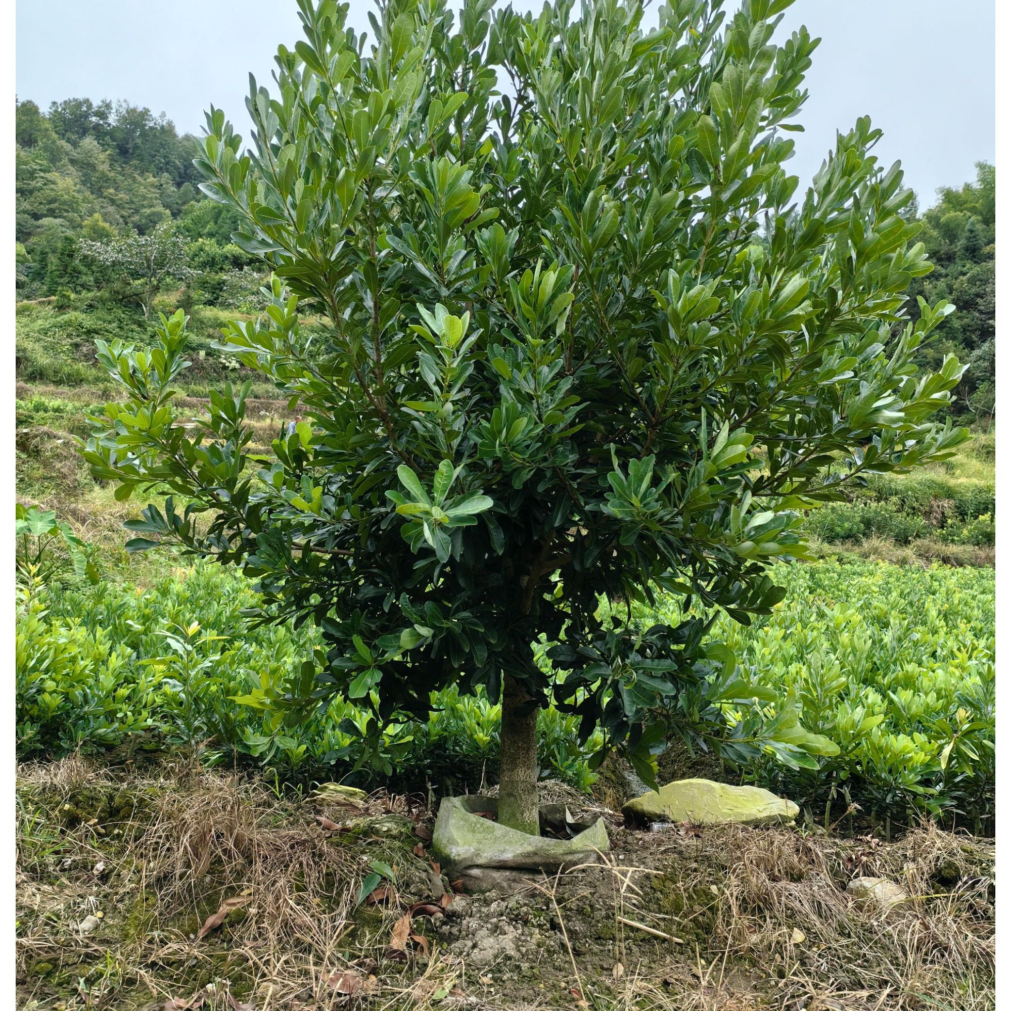 杨梅树苗基地直发包邮到家