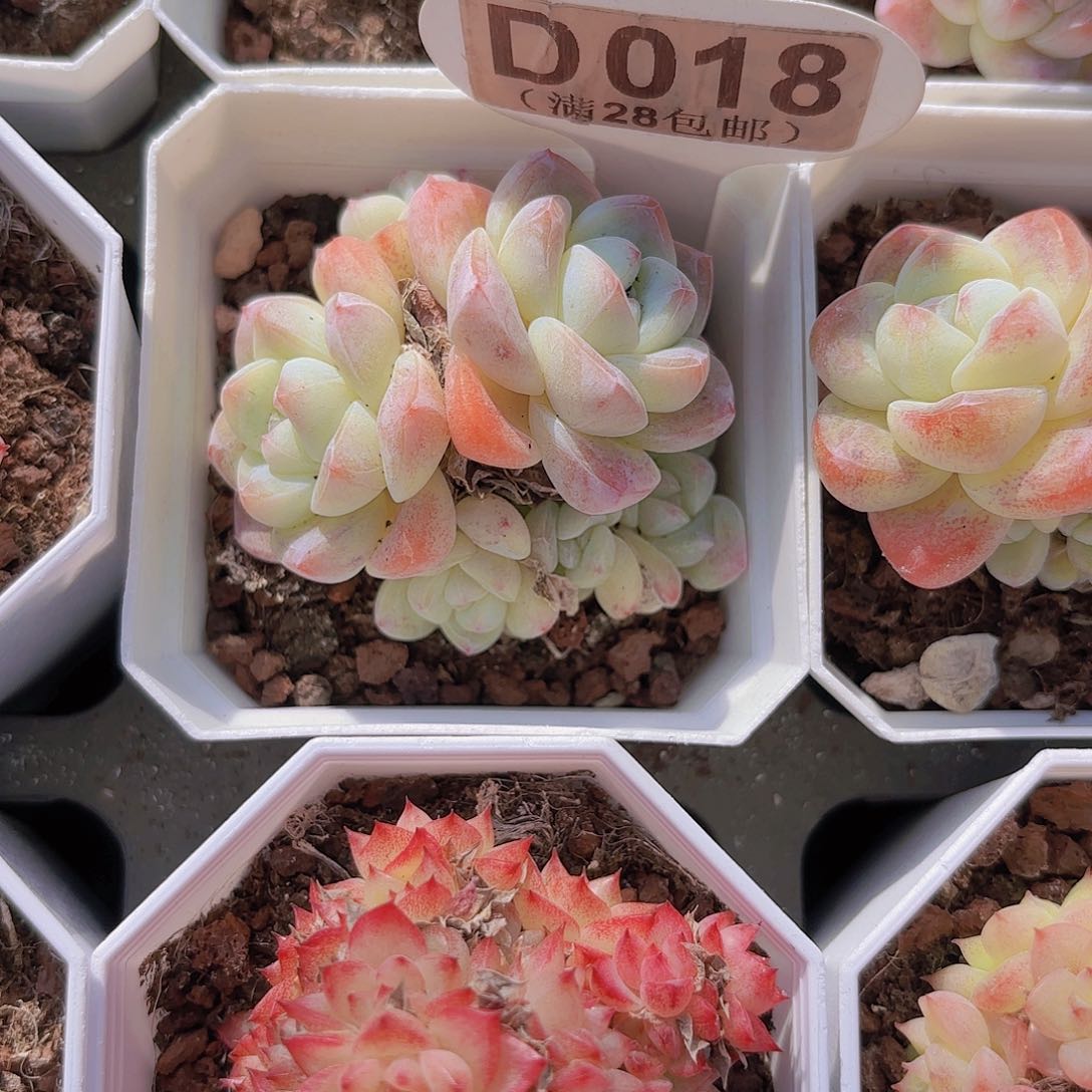 D018冰玉一物一拍