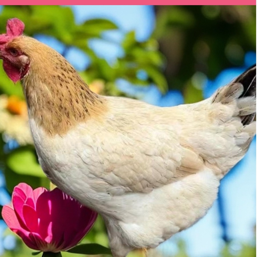 东北特产乡村农村小笨鸡活鸡散养黄油下蛋母鸡杀好两只