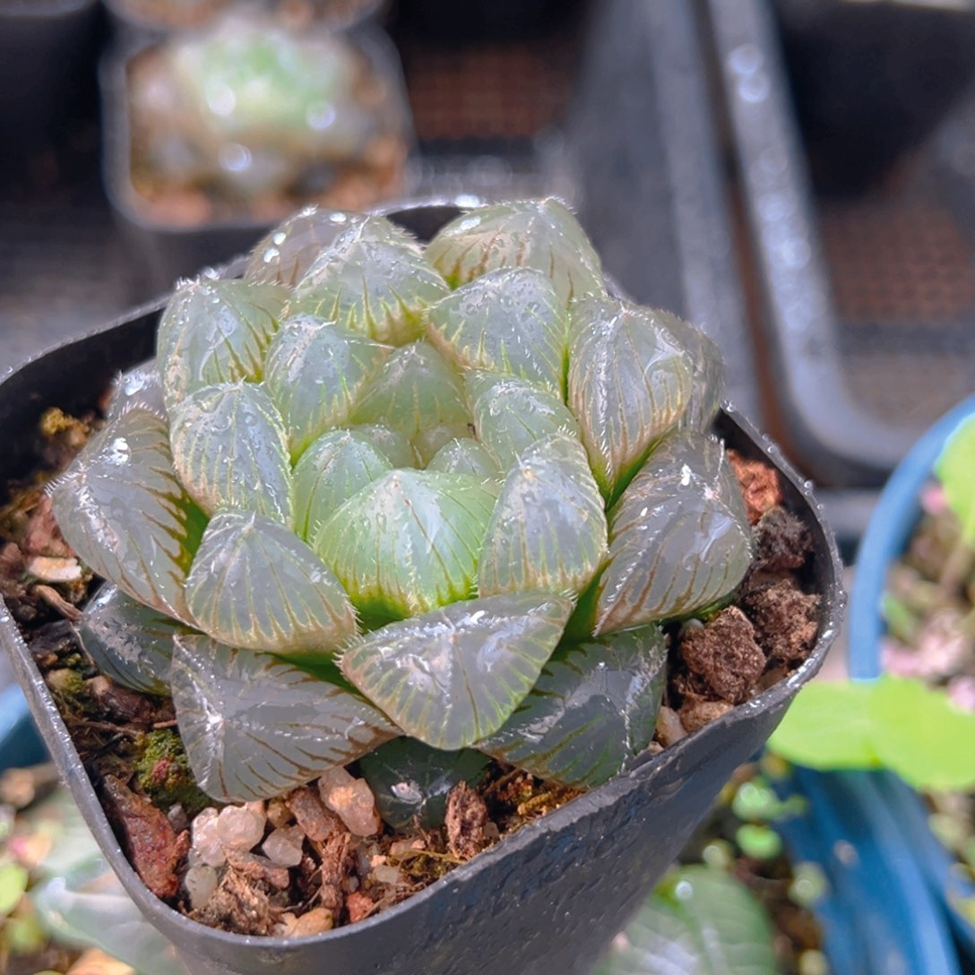 蓝光玉露多肉多肉一颗