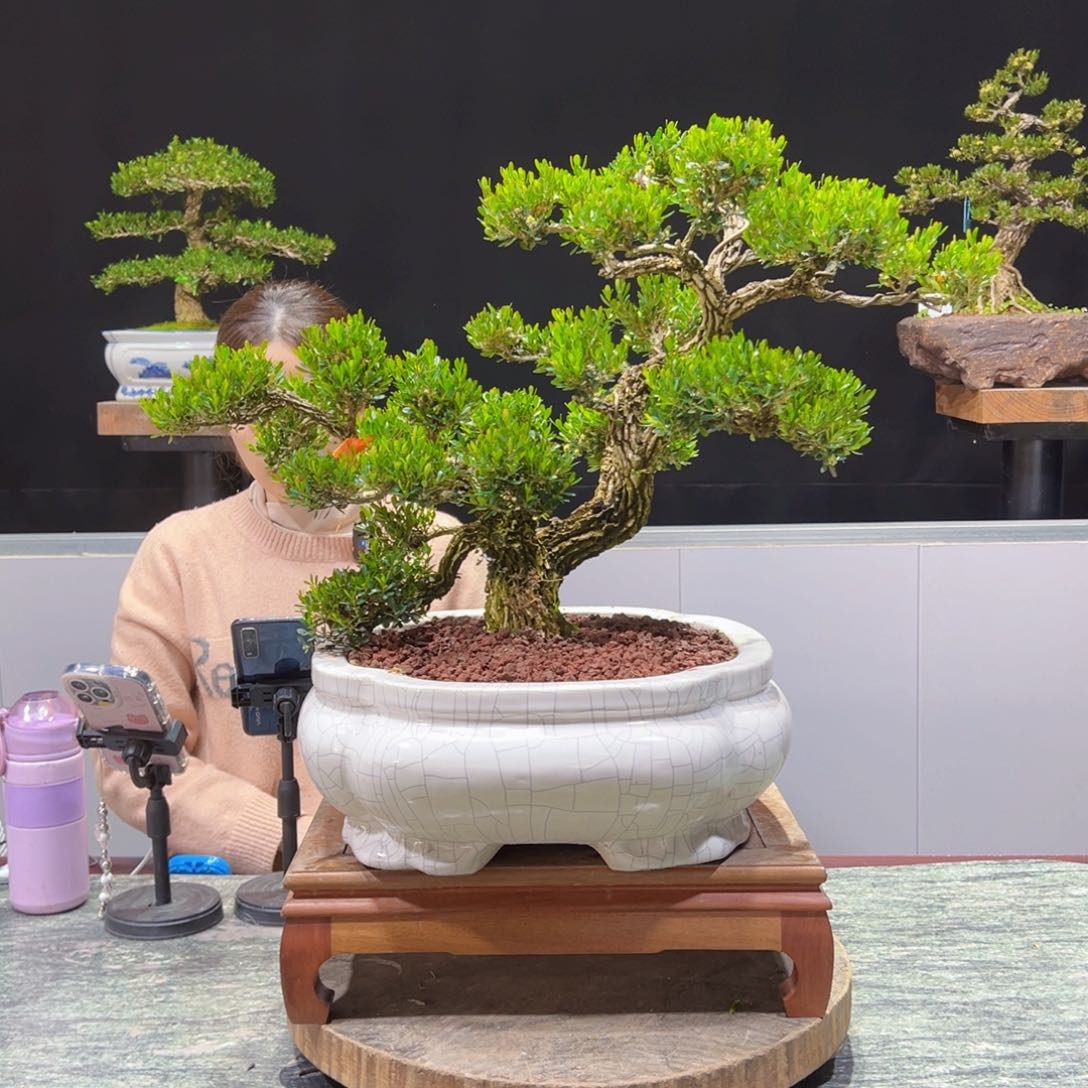 四季常青老桩黄杨盆景