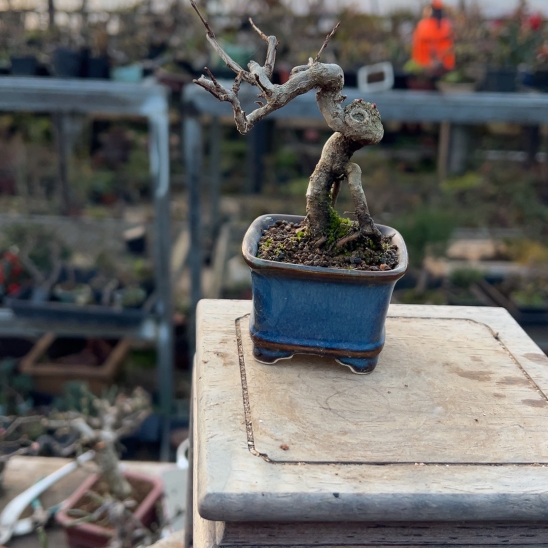 无花朵123123123123