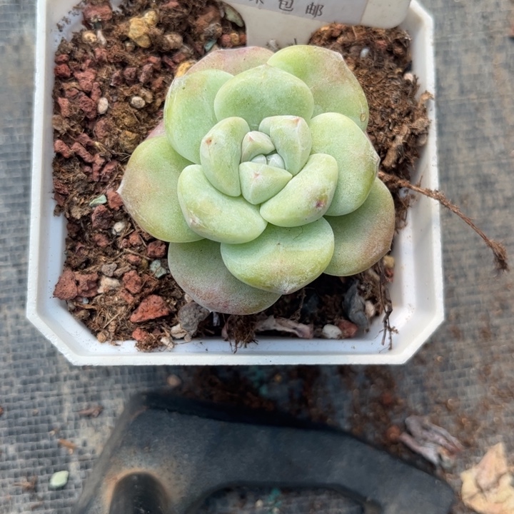 曲**曲多肉植物1111冰玉11111