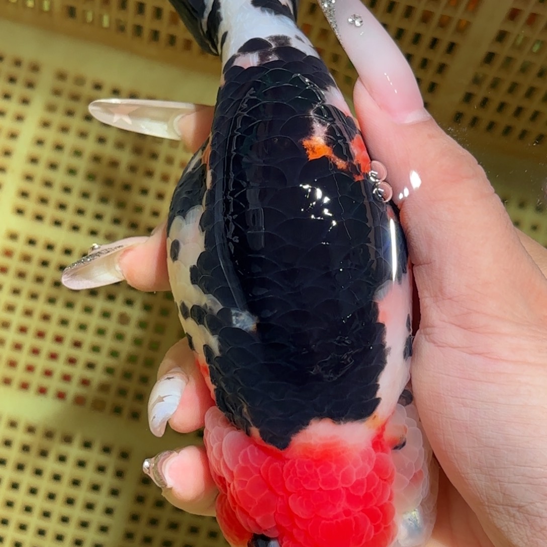 s***y金鱼拍包装包装，不拍包装运费到付