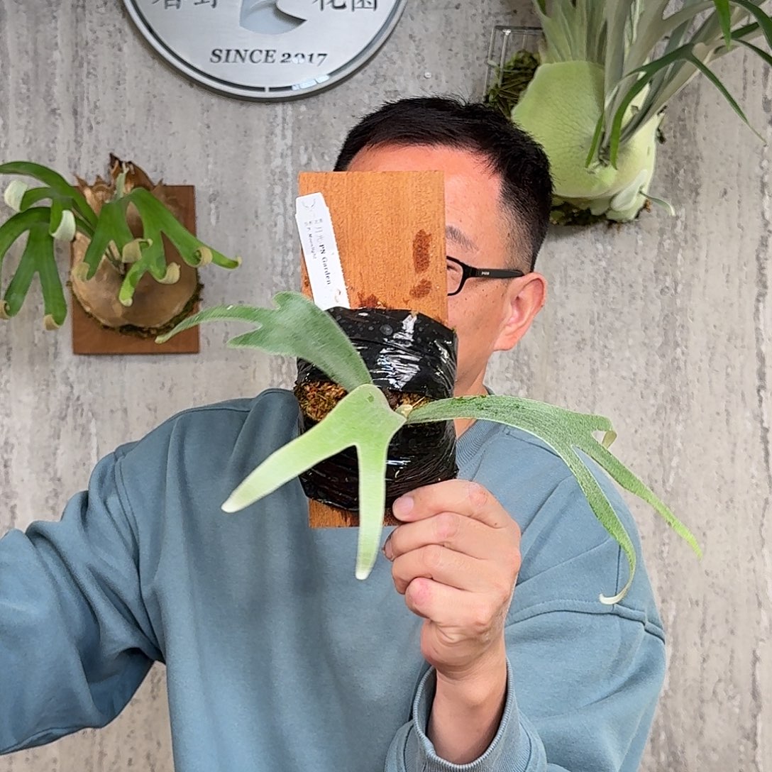 完全开放PN月光鹿角蕨书签板春野花园