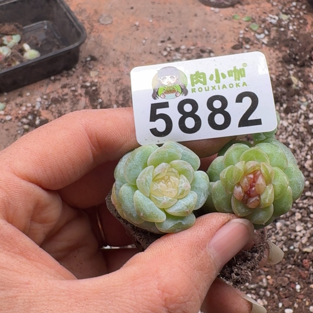 ✧***シ多肉植物多肉植物