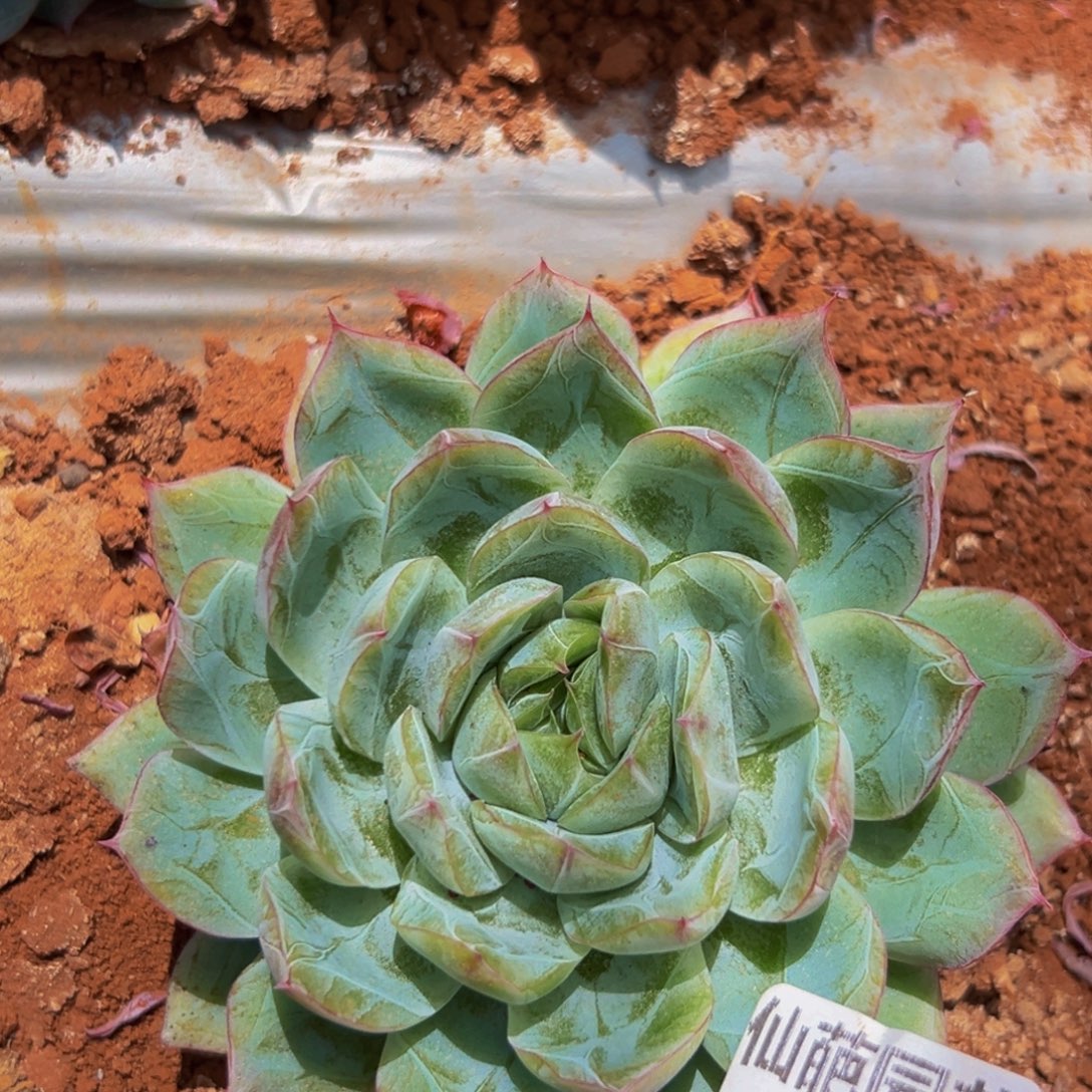 708多肉葡萄的价格是多少
