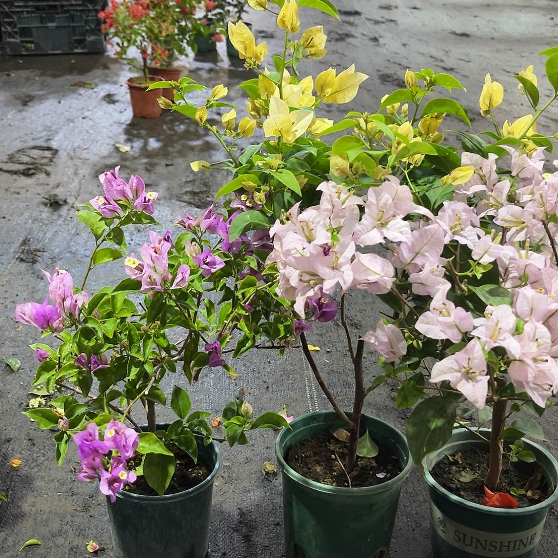 完全开放雪紫，苏瓦娜，苹果花